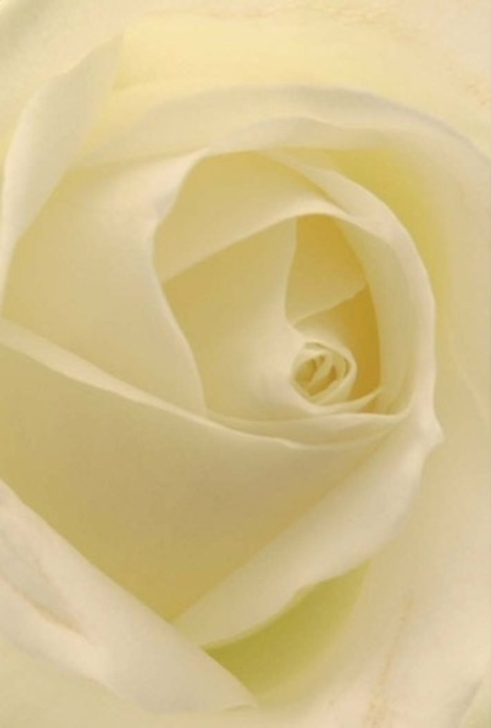 From an intimate perspective, the pristine heart of a white rose opens its many-layered petals, each one infused with creamy light and shaded nuances reminiscent of early morning in Emerson Park. The overall effect is tranquil and sophisticated, the interplay of white, cream, and silent shadow making the bloom seem illuminated from within-like the subtle radiance glimpsed through the trees of Harrow Lodge Park nearby. A florist's practiced eye recognizes this perfect spiral as an emblem of purity and resilience-a natural fit for moments of heartfelt apology, romantic overture, or as an exquisite wedding centrepiece. Soft, nearly invisible gradients between petal layers add to the impression of serenity and emotional depth, while the imagined scent-clean, gentle, and uplifting-echoes the peace that pervades this beloved local area. Prepared by Florist Emerson Park, this rose makes a dignified and poetic statement, conveying every shade of feeling with utmost grace.